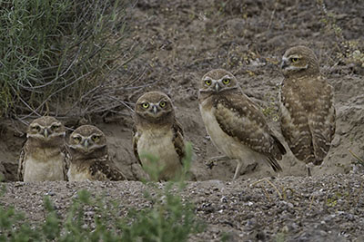 Burrowing_Owls.jpg