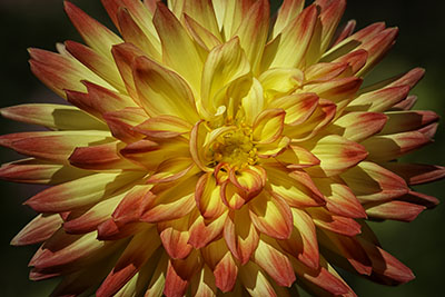Dahlia2