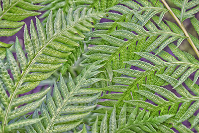 Ferns