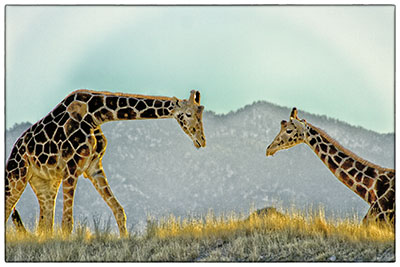 Giraffes