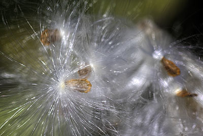 Milkweed2
