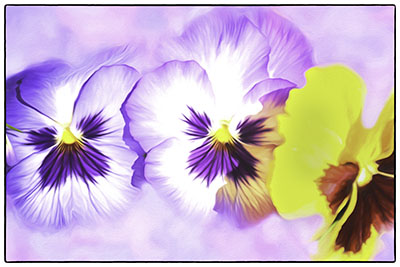 Pansies