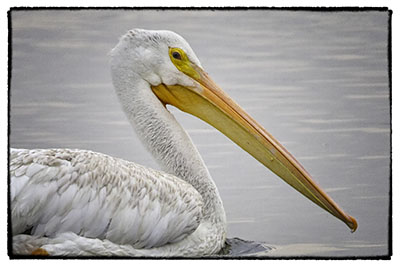 Pelican_portrait2