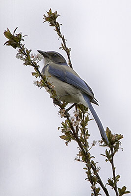 Scrub_Jay