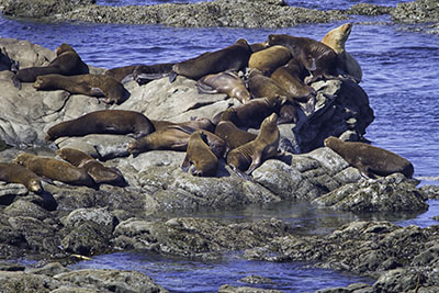 Sea_Lions