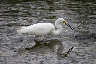 Snowy_egret