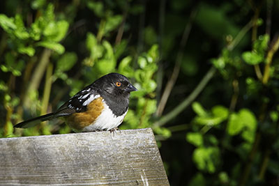 Spotted_Towhee.jpg
