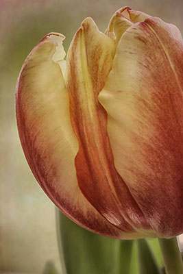 Tulip_texture_muse2