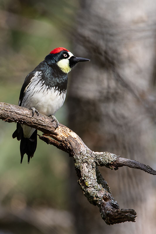 AcornWoodpecker