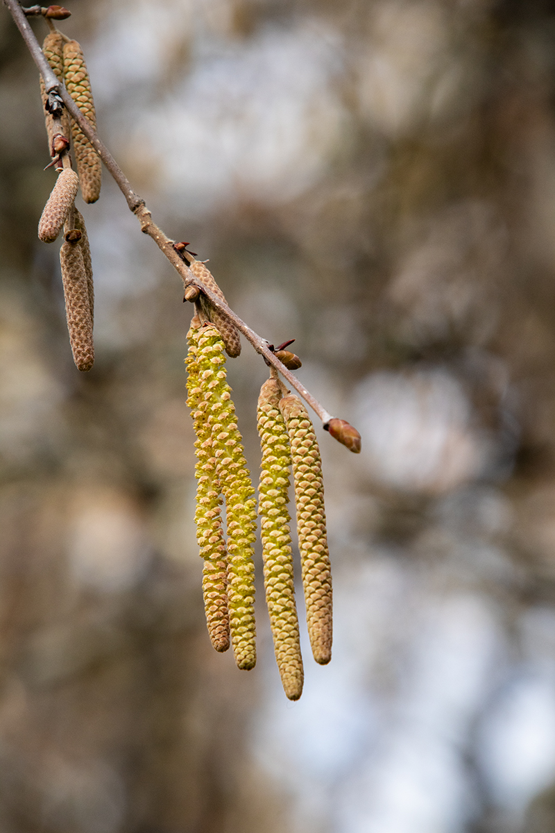 Catkins