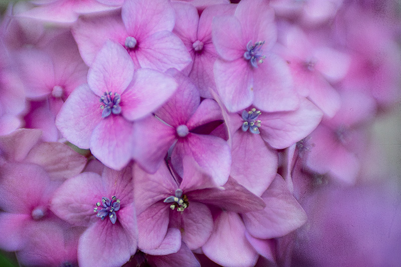 Hydrangeaw