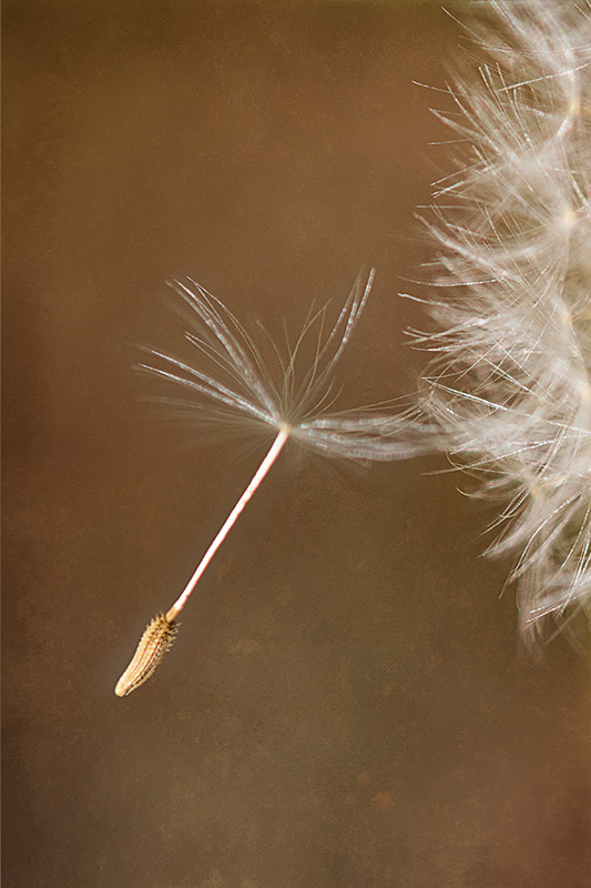 DandilionSeed