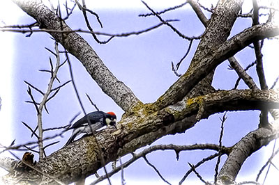 Acorn_woodpecker