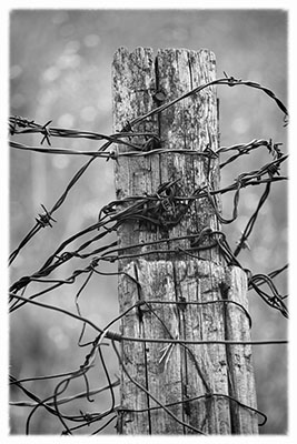 Barb_wire