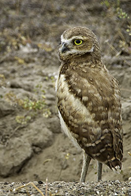 Burrowing_Owl_Juvinile