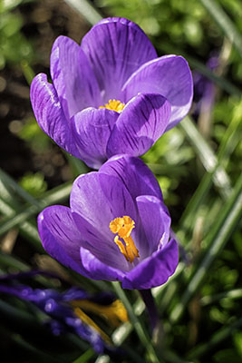 Crocuses