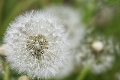Dandilion