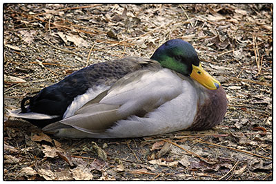 Mallard