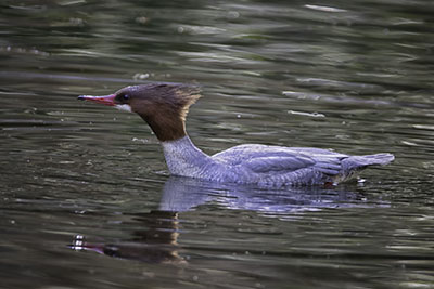 Merganser