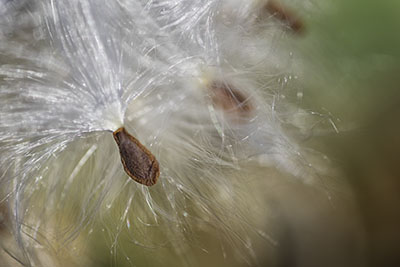Milkweed3
