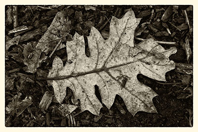 Oak_Leaf