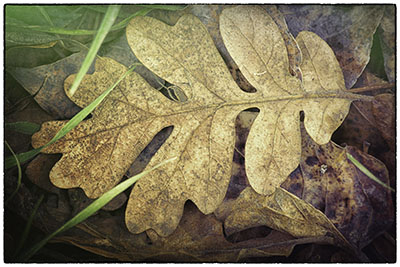 Oak_leaf_113