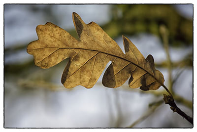 Oak_leaf_gold