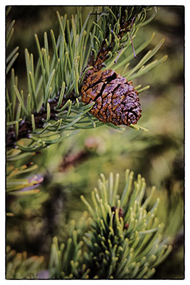 Pine_cone