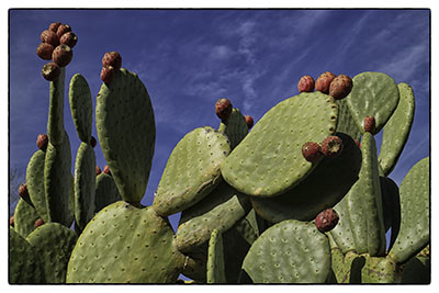 Prickly_pear