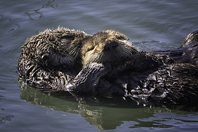 Sea_Otters