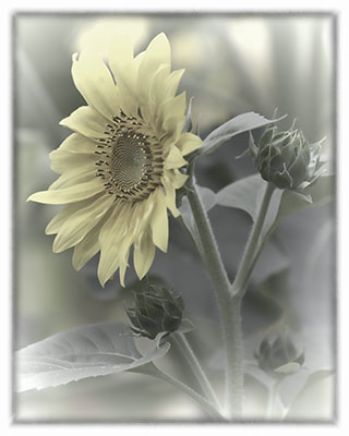 Sunflower_Milky