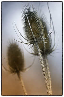 Teasel
