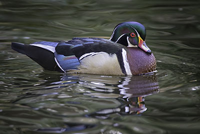 Wood_Duck