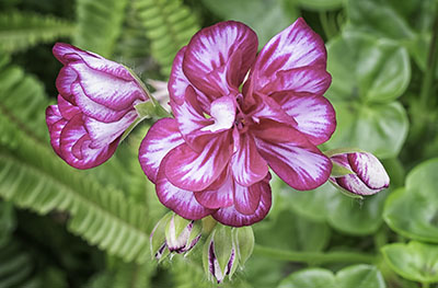 geranium