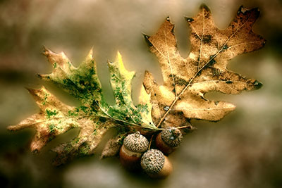 oak_leaves_restyle