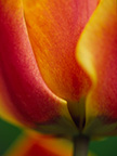Beautiful varigated tulip
