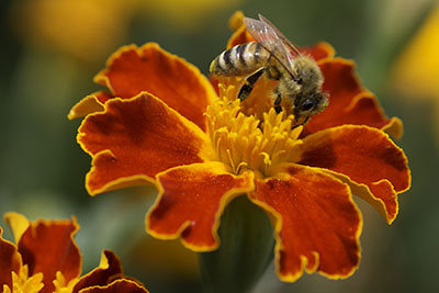 Marigold with bee