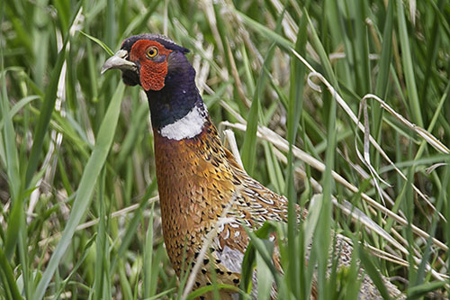 Ring-necked Pheasant