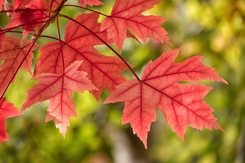 Closeup of Red Maple Leaves against a green background