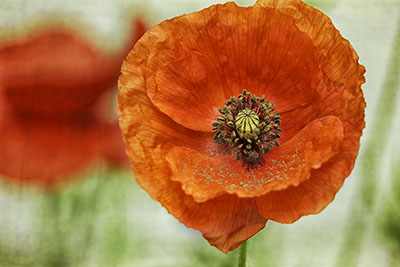 Red Poppy