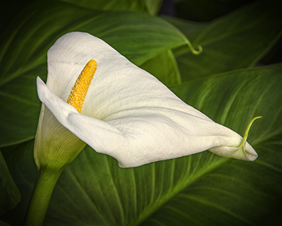 closeup of a cala lily