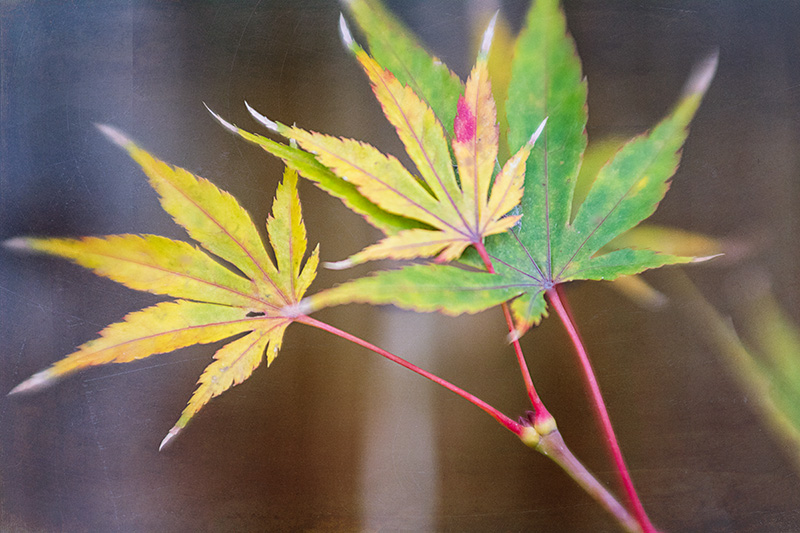 Japanese-Maple