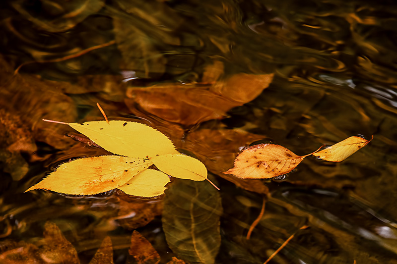 Leaves_floaating3