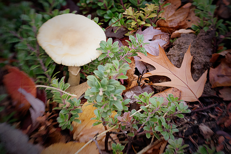 OakLeafwMushroom