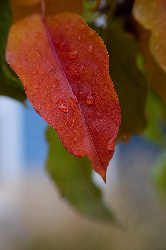 Raindrops