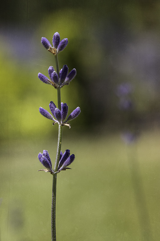 Lavender2