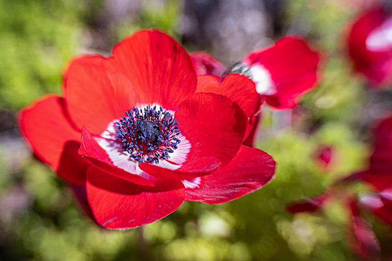 Anemone