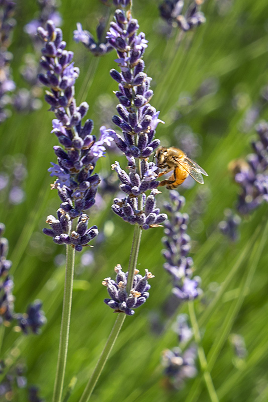 BeeonLavender