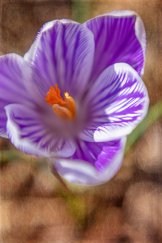 Crocus1