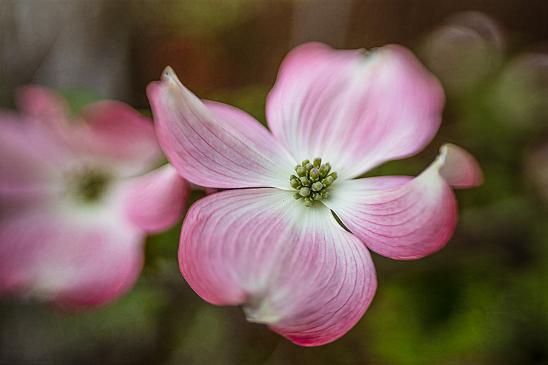 Dogwood